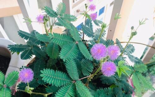 十大不吉利花是哪几种 十大吉利花排行榜名字