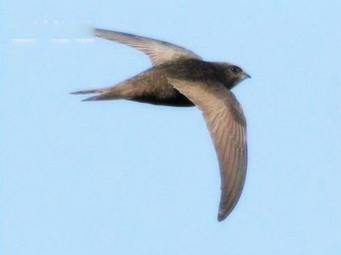 尖尾雨燕飞行速度是多少 世界上飞得最快的鸟特点和照片