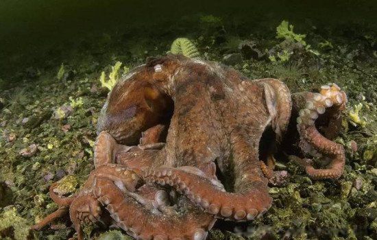 ���������ľ��������� �������㳤ʲô���ӵ�