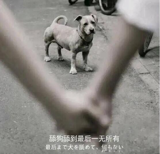 恋爱中的舔狗是什么意思 如果一个男生跟你说舔狗