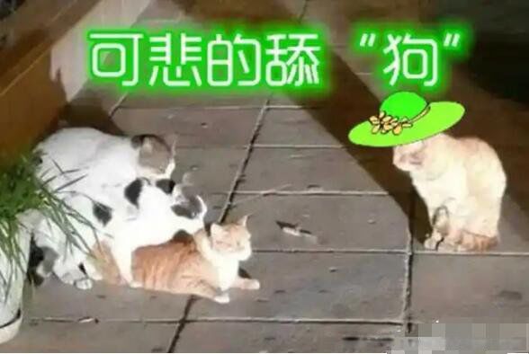 恋爱中的舔狗是什么意思 如果一个男生跟你说舔狗