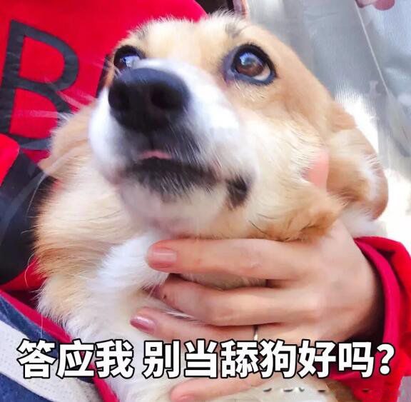 恋爱中的舔狗是什么意思 如果一个男生跟你说舔狗-走红网