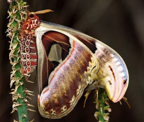 乌桕大蚕蛾是国家几级保护动物 它的寿命有多长时间