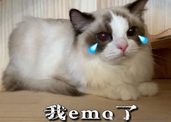 ���ڵ�emo��ʲô��˼ ͨ���׶��ǽ��ǵ���˼��