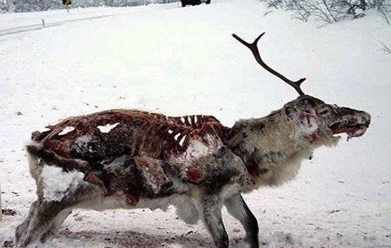 ɥʬ������Ĵ����� ��Ⱦɥʬ�Ĳ�����ʲô����