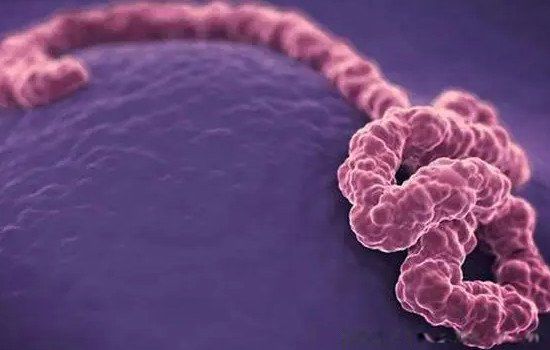 ɥʬ������Ĵ����� ��Ⱦɥʬ�Ĳ�����ʲô����