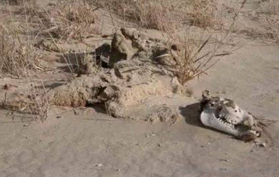 ����ľ����������Ϊ�β�׷�� ���Ǳ����ѳ����������