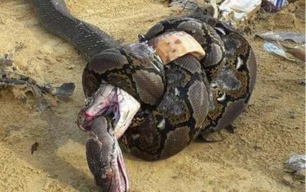 ����������������ʲô���� ��������ܳ�������