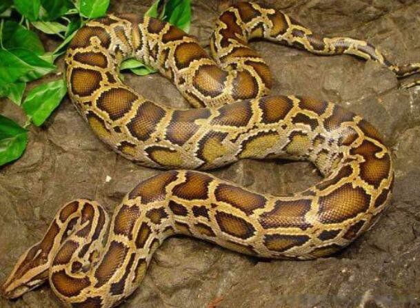 ����������������ʲô���� ��������ܳ�������