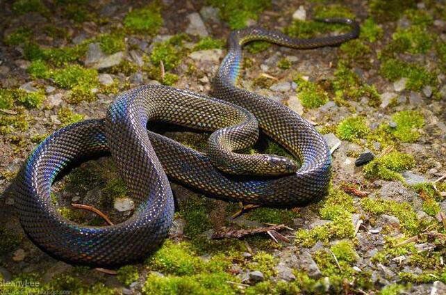 ���ߴ���ָʲô��λ Ϊʲô˵���ߴ��ߴ���ʲô��˼