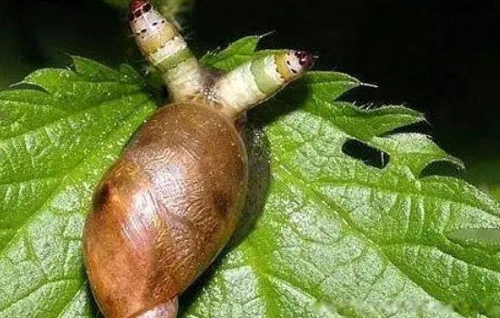 ��ʬ��ţ��ʲô��������Ƶ� �ܻ��ú���ֳ��