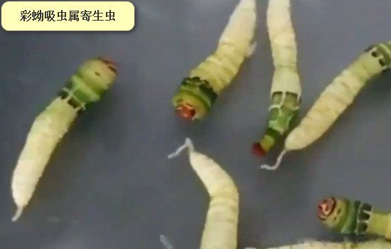 ��ʬ��ţ��ʲô��������Ƶ� �ܻ��ú���ֳ��