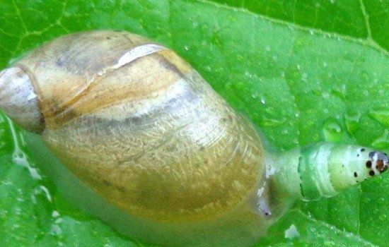 ��ʬ��ţ��ʲô��������Ƶ� �ܻ��ú���ֳ��