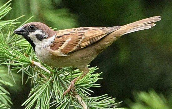 Ұ����ȸ��ʲôʳ�� ��ȸ�����ʲôʳ�����