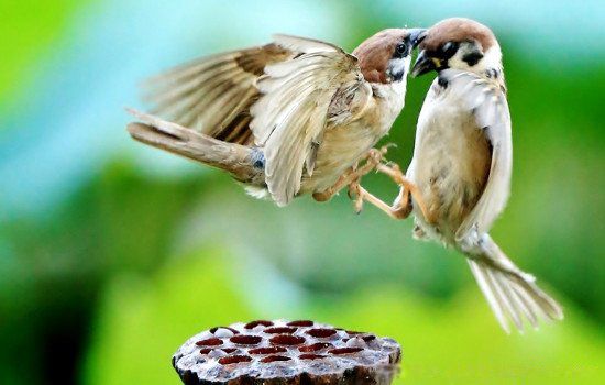 Ұ����ȸ��ʲôʳ�� ��ȸ�����ʲôʳ�����