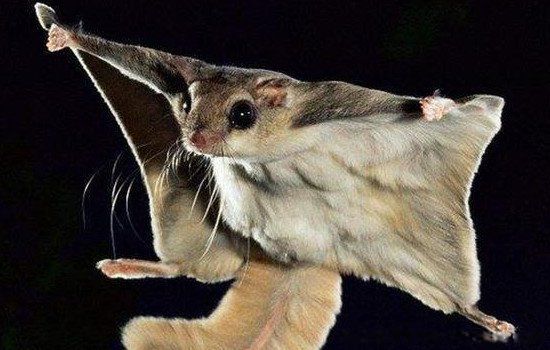 寒号鸟是鸟吗?为什么叫寒号鸟 寒号鸟图片真实照片-走红网