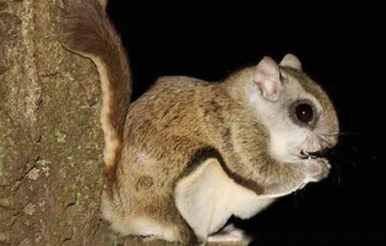 ������������?Ϊʲô�к����� ������ͼƬ��ʵ��Ƭ