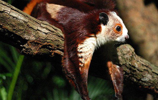 为什么叫寒号鸟 寒号鸟图片真实照片