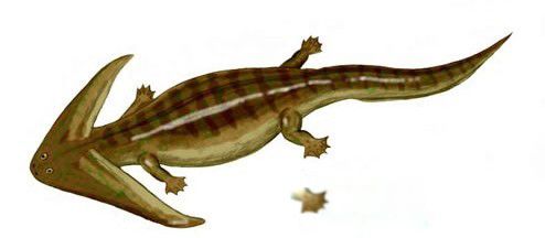 笠头螈灭绝了吗 笠头螈图片是什么