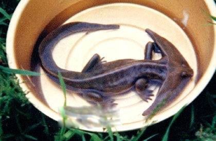 笠头螈灭绝了吗 笠头螈图片是什么