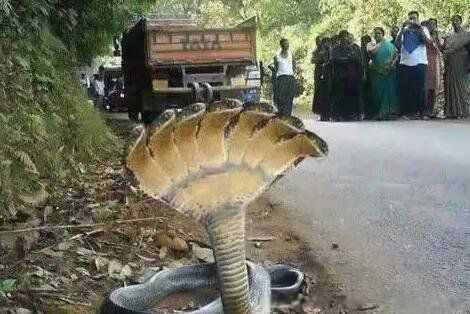 ���������ľ���ˮ�� ɭ������ж��