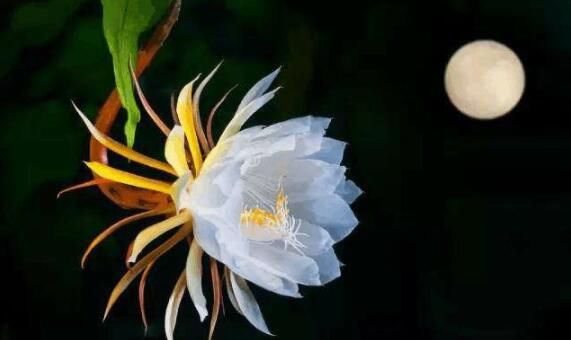 10�������й��Ļ� �����������Ư���Ļ�