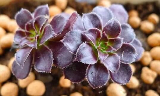 10�������й��Ļ� �����������Ư���Ļ�