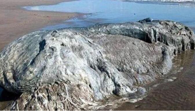 ��ë����ʲô���� �ϷǺ�����ʵͼƬ��ʲô