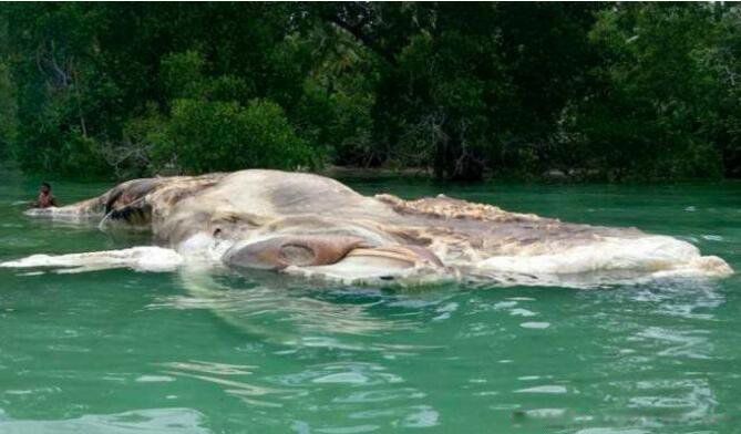 ��ë����ʲô���� �ϷǺ�����ʵͼƬ��ʲô