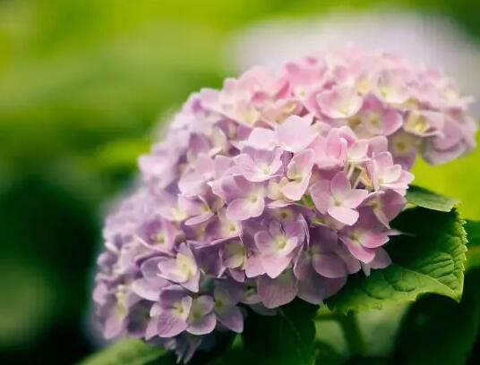 死人花叫什么名字 绣球花真的是不吉利的花吗