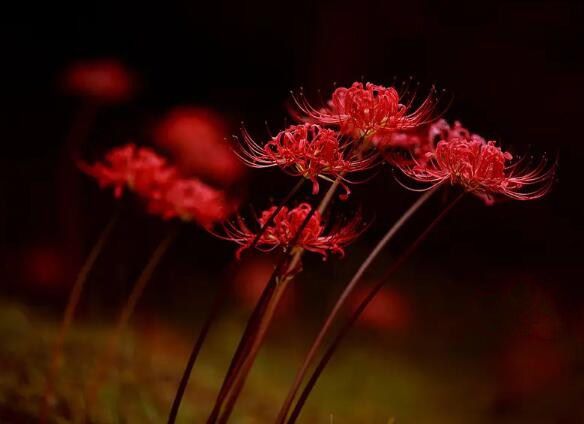 曼珠沙华和彼岸花是同一种花吗 彼岸花代表什么意思