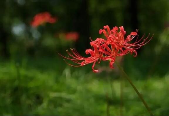 曼珠沙华和彼岸花是同一种花吗 彼岸花代表什么意思