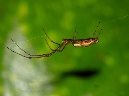 幽灵蛛,体灰白色,8眼,6眼或无眼,头胸部有2个褐斑,腹部长筒形或隆起.