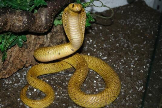 �μ�����ʲô��˼�ܹ����� �����μ�����ʲôԤ��