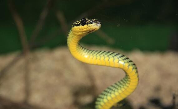 梦见蛇是什么意思周公解梦 做梦梦见蛇是什么预兆