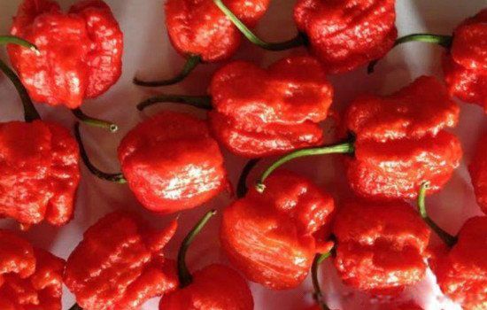 卡罗莱纳死神辣椒辣度有多少 世界上最辣的辣椒排名第一