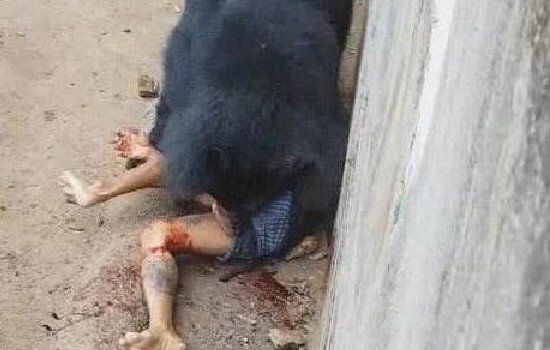 被熊咬掉半张脸图片 被熊吃最痛苦的事情是什么