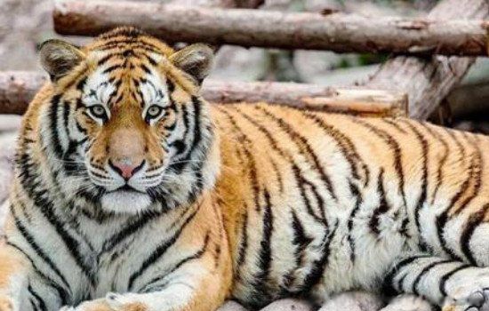 Ұ��������ƽ�����ض��ٹ��� ����ս�����ж�ǿ