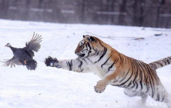 Ұ��������ƽ�����ض��ٹ��� ����ս�����ж�ǿ