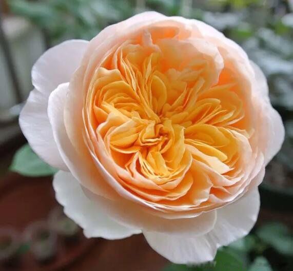 朱丽叶玫瑰花一朵多少钱 长什么样图片为什么那么贵