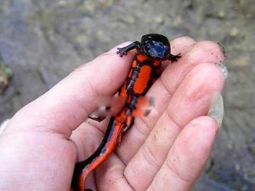 东方蝾螈是什么动物 到底有没有毒怎么养