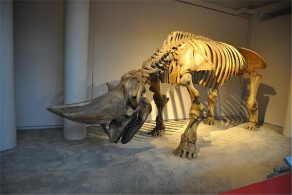 �����ؽ�����Ϭţ�� �����ؽ��޶���������