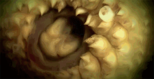 僵尸鱼七鳃鳗恐怖图片 七鳃鳗吃人图片简直惊悚