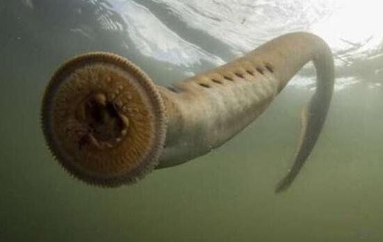 ��ʬ���������ֲ�ͼƬ ����������ͼƬ��ֱ���