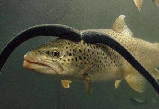 ��ʬ���������ֲ�ͼƬ ����������ͼƬ��ֱ���