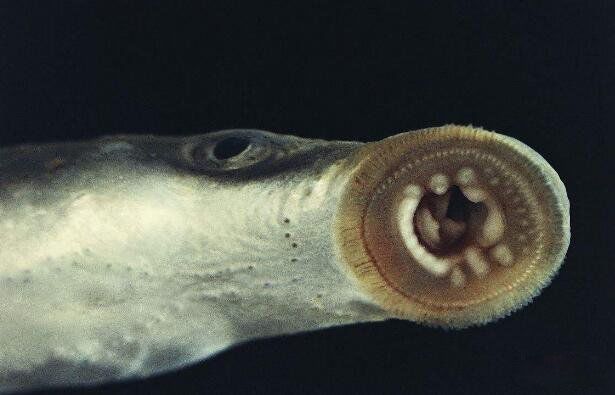 僵尸鱼七鳃鳗恐怖图片 七鳃鳗吃人图片简直惊悚