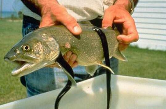 ��ʬ���������ֲ�ͼƬ ����������ͼƬ��ֱ���