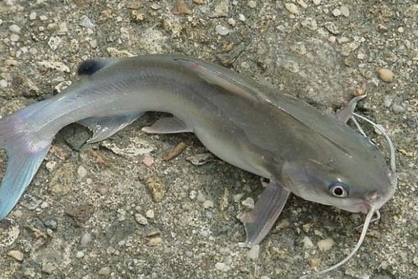 河老虎是鲶鱼吗 河老虎是什么鱼图片与鲶鱼的区别