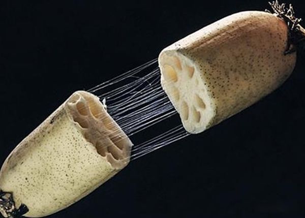 ��ź˿��ʲô��֯ ź��˿����˿��ֲ���ʲô��֯