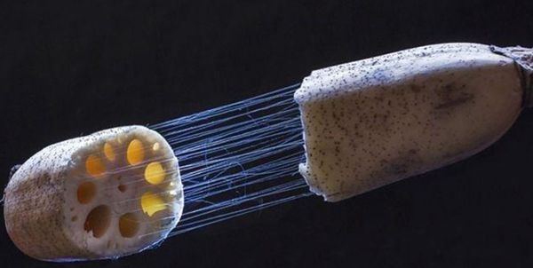 ��ź˿��ʲô��֯ ź��˿����˿��ֲ���ʲô��֯